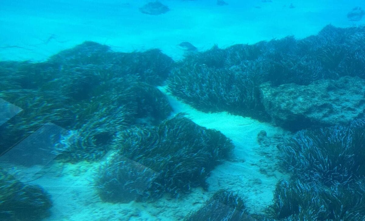 2h Semi-Submarine Swim & Snorkel All Inclusive Cruise