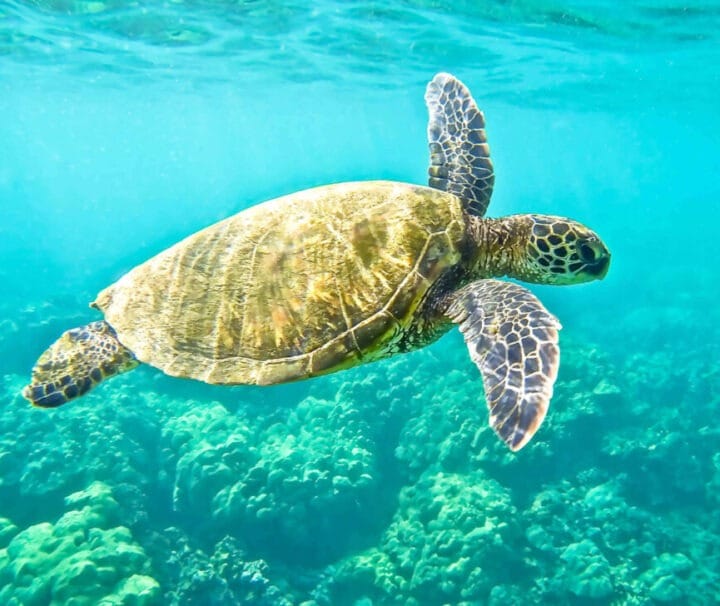 submarine turtle Paphos cruise